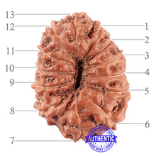 Load image into Gallery viewer, 13 Mukhi Indonesian Rudraksha - Bead No. 123
