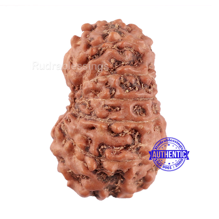 13 Mukhi Indonesian Rudraksha - Bead No. 123