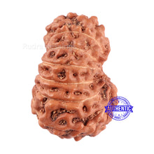 Load image into Gallery viewer, 13 Mukhi Indonesian Rudraksha - Bead No. 123
