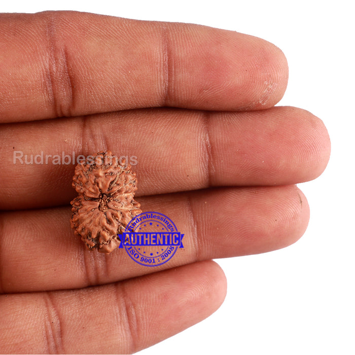 11 Mukhi Indonesian Rudraksha - Bead No. 161