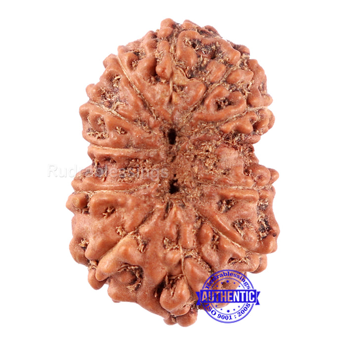 11 Mukhi Indonesian Rudraksha - Bead No. 161