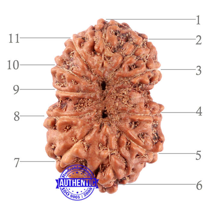 11 Mukhi Indonesian Rudraksha - Bead No. 161