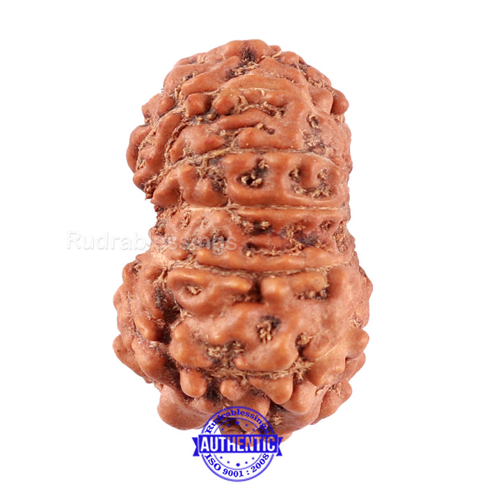 11 Mukhi Indonesian Rudraksha - Bead No. 161