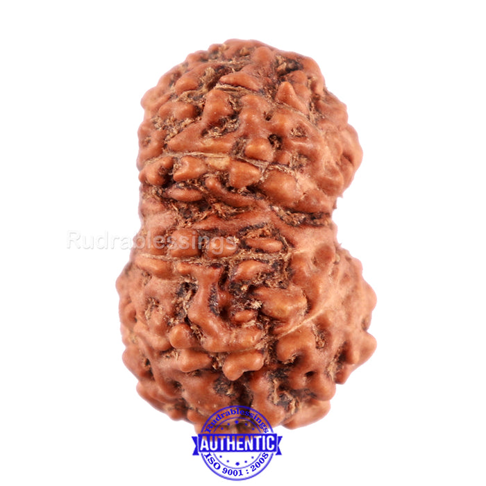 11 Mukhi Indonesian Rudraksha - Bead No. 161