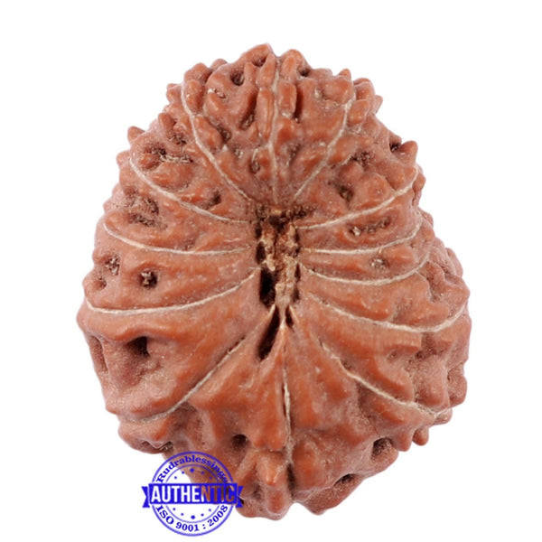13 Mukhi Indonesian Rudraksha - Bead No. 179