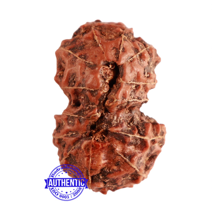 13 Mukhi Indonesian Gaurishankar Rudraksha - Bead No. 201