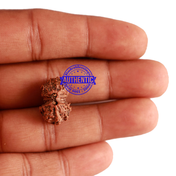 13 Mukhi Indonesian Gaurishankar Rudraksha - Bead No. 201