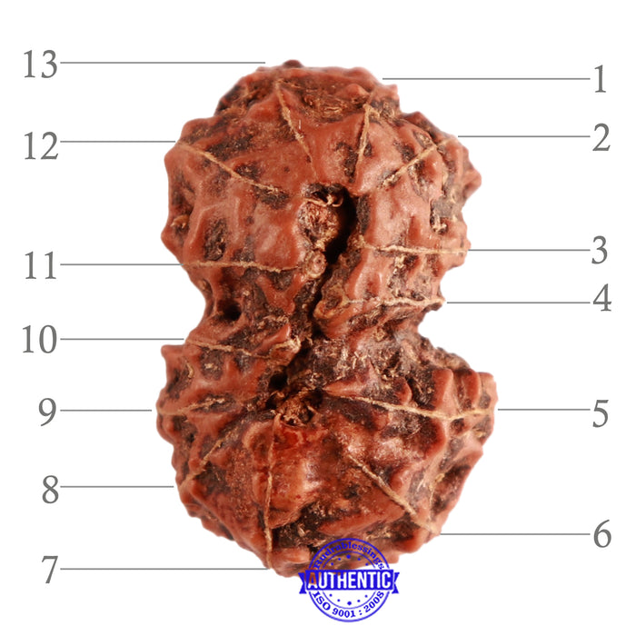 13 Mukhi Indonesian Gaurishankar Rudraksha - Bead No. 201