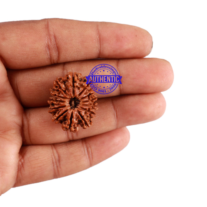 13 Mukhi Nepalese Rudraksha - Bead No. 134