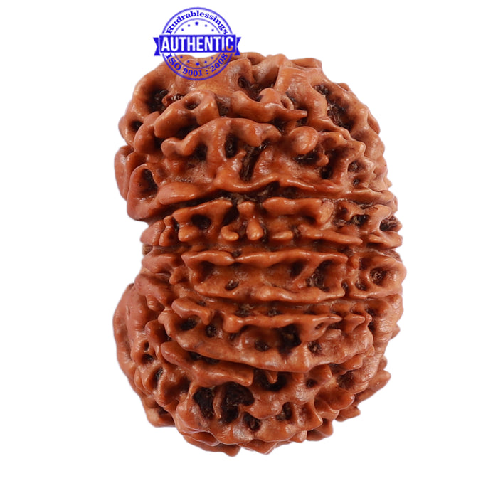 13 Mukhi Nepalese Rudraksha - Bead No. 134