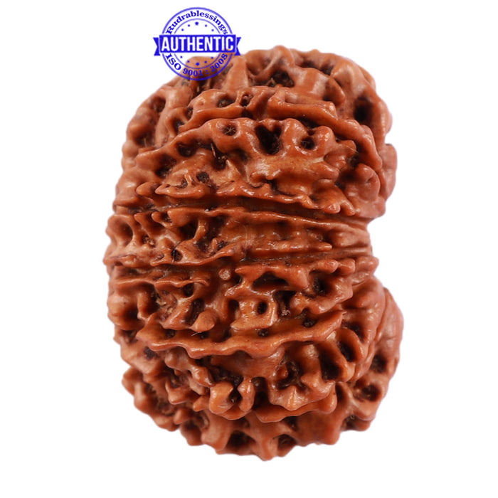 13 Mukhi Nepalese Rudraksha - Bead No. 134
