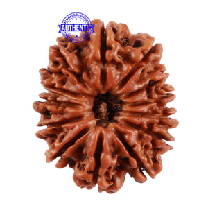 13 Mukhi Nepalese Rudraksha - Bead No. 134