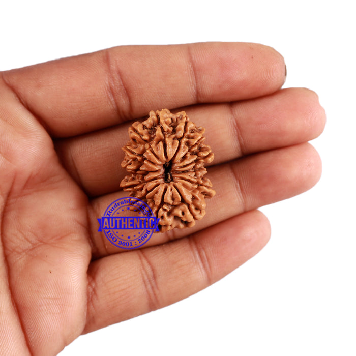 13 Mukhi Nepalese Rudraksha - Bead No. 135