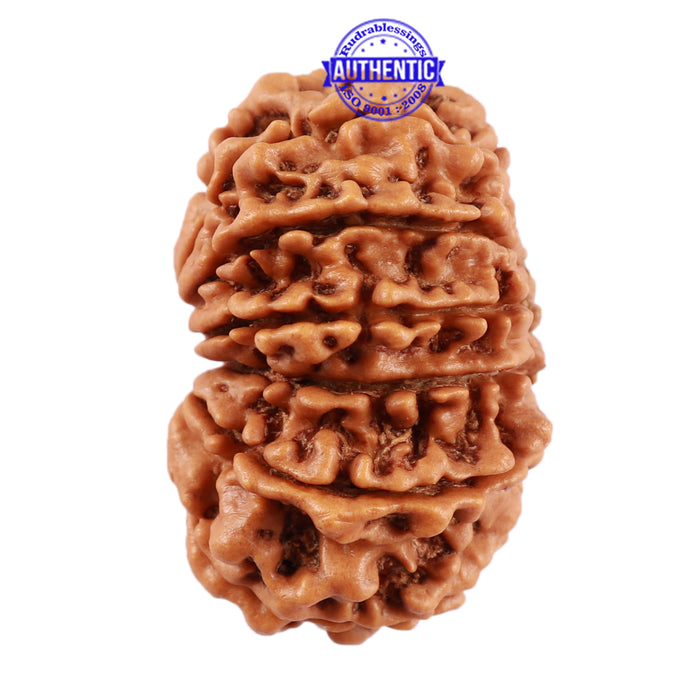 13 Mukhi Nepalese Rudraksha - Bead No. 135