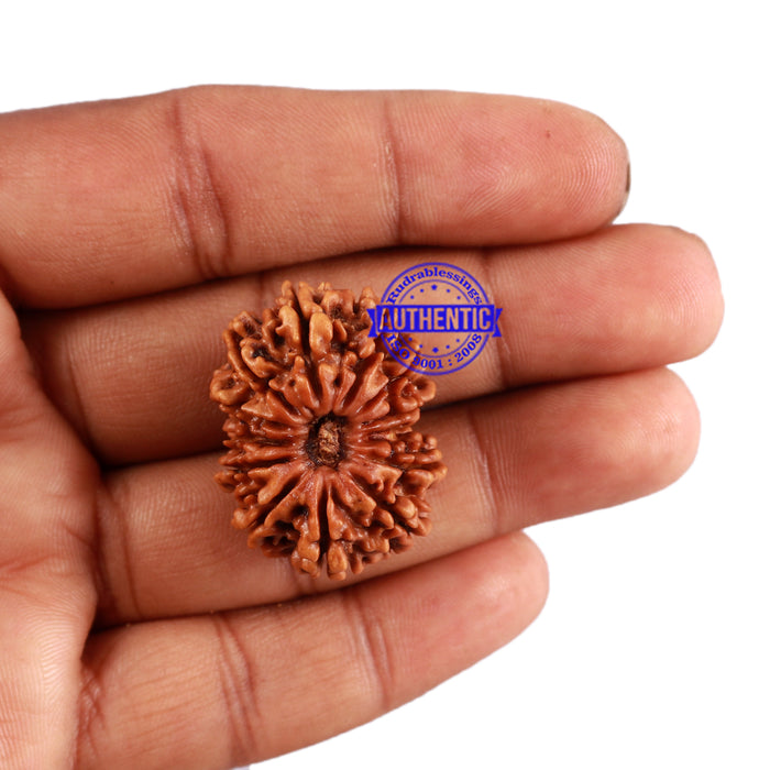 13 Mukhi Nepalese Rudraksha - Bead No. 136