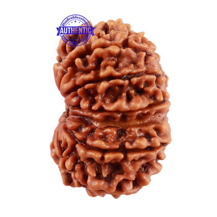 13 Mukhi Nepalese Rudraksha - Bead No. 136