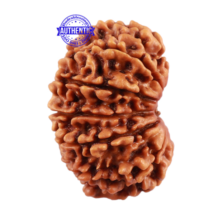 13 Mukhi Nepalese Rudraksha - Bead No. 136