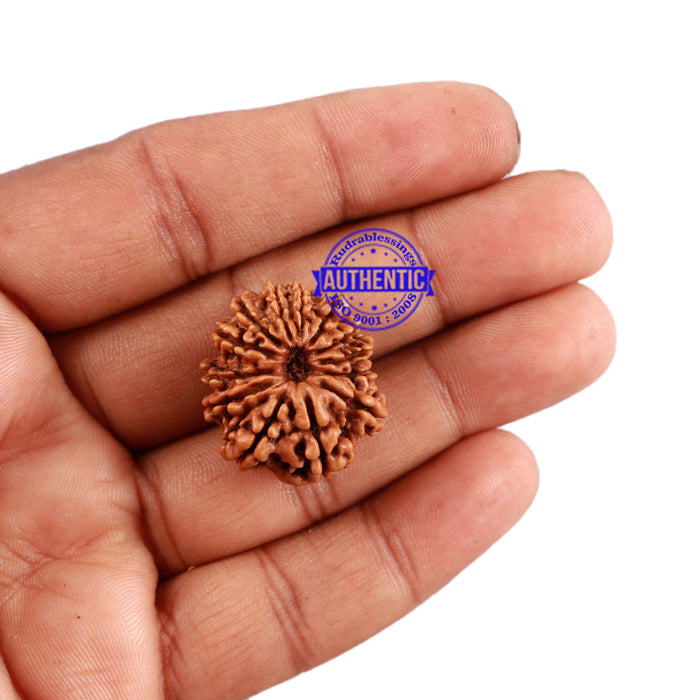 13 Mukhi Nepalese Rudraksha - Bead No. 137