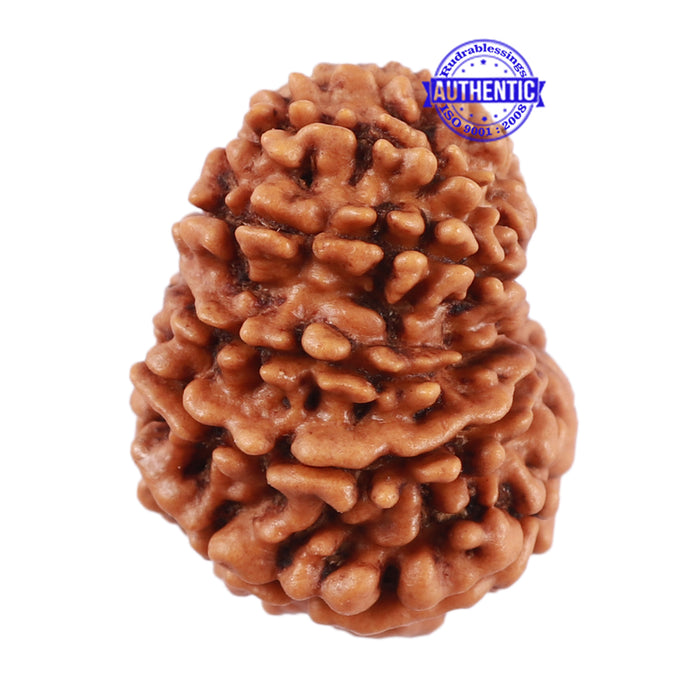 13 Mukhi Nepalese Rudraksha - Bead No. 137