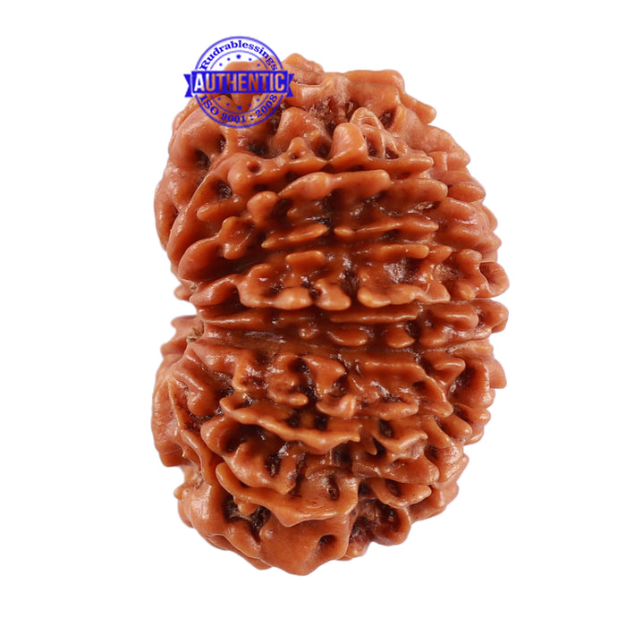 13 Mukhi Nepalese Rudraksha - Bead No. 139