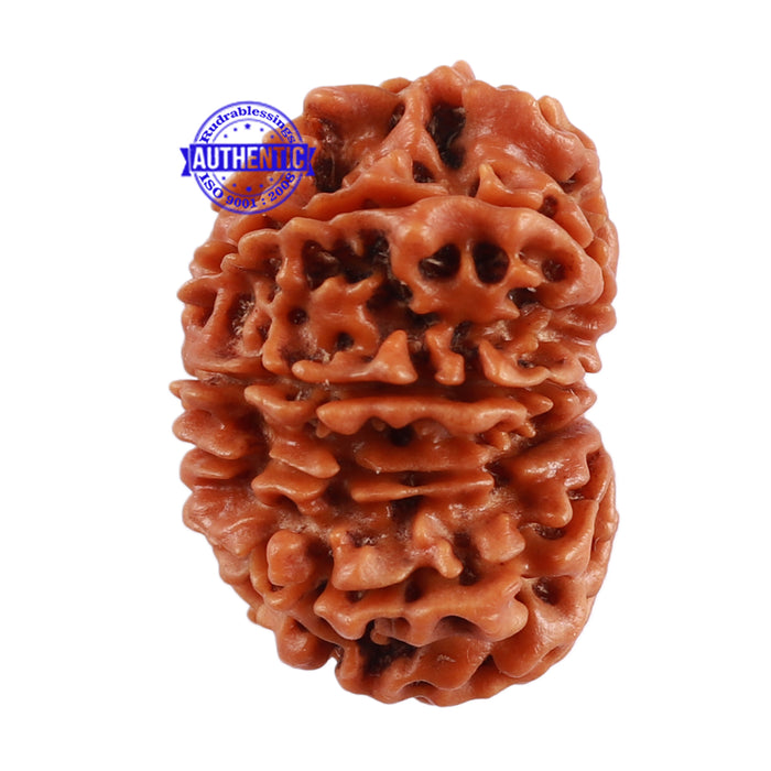 13 Mukhi Nepalese Rudraksha - Bead No. 139