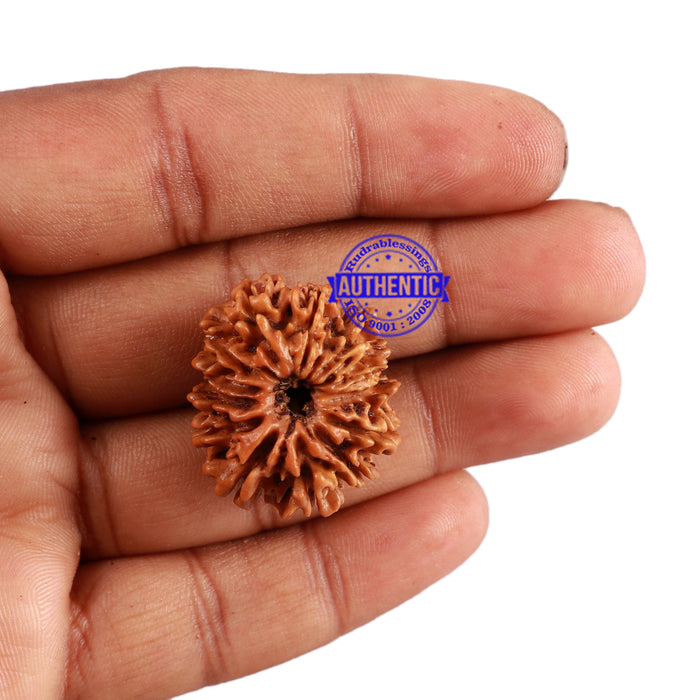 13 Mukhi Nepalese Rudraksha - Bead No. 140