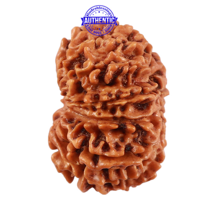 13 Mukhi Nepalese Rudraksha - Bead No. 140