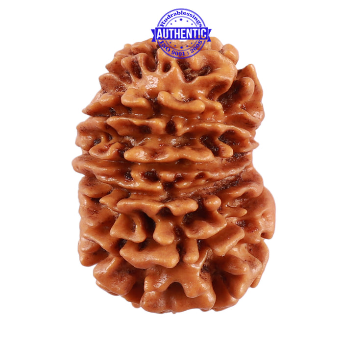 13 Mukhi Nepalese Rudraksha - Bead No. 140