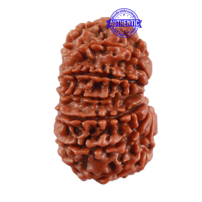 13 Mukhi Nepalese Rudraksha - Bead No. 142