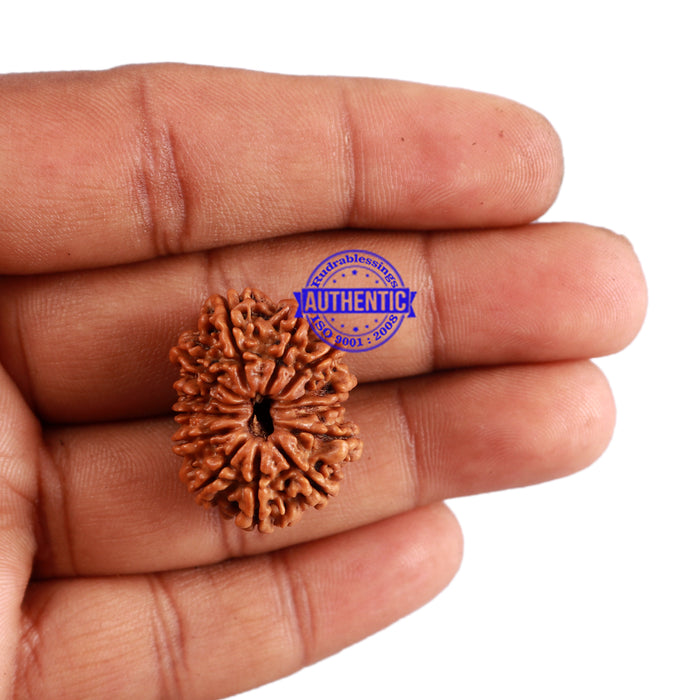13 Mukhi Nepalese Rudraksha - Bead No. 143