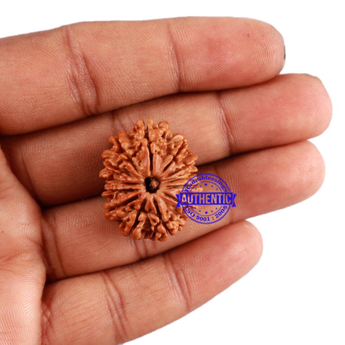 13 Mukhi Nepalese Rudraksha - Bead No. 152