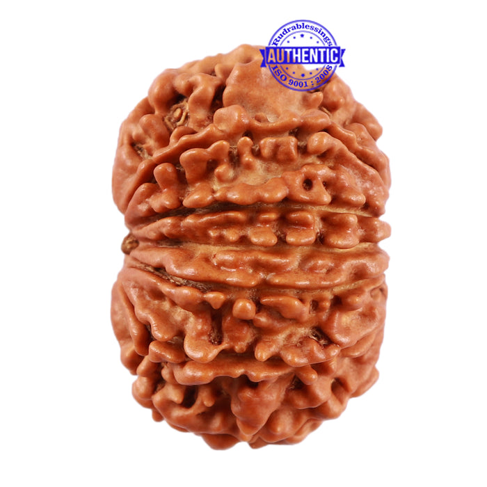 13 Mukhi Nepalese Rudraksha - Bead No. 152