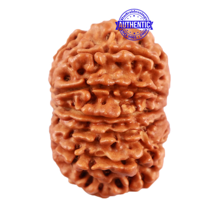 13 Mukhi Nepalese Rudraksha - Bead No. 152