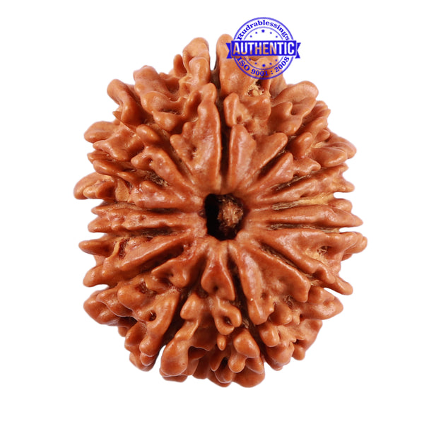 13 Mukhi Nepalese Rudraksha - Bead No. 152