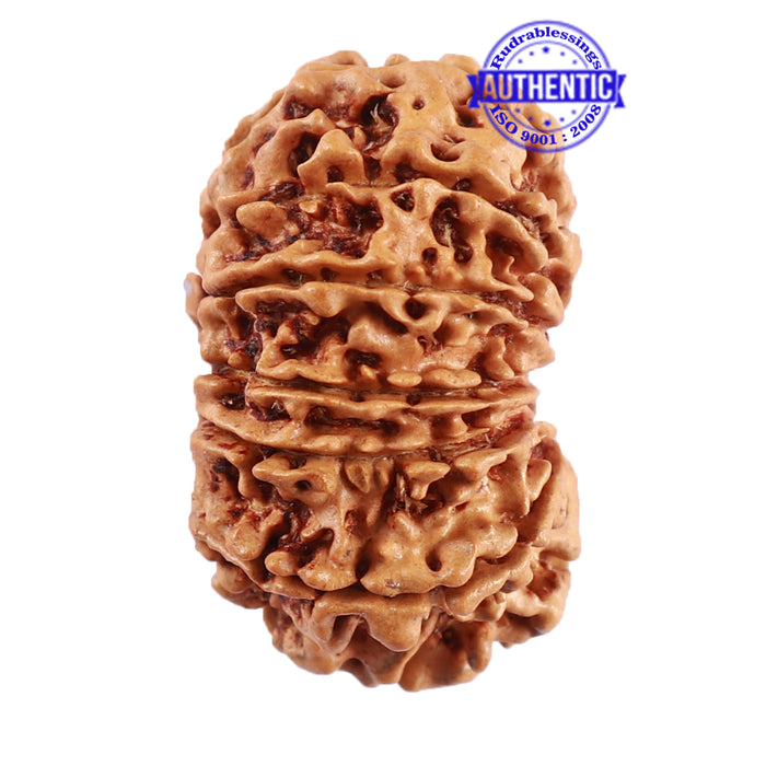 13 Mukhi Nepalese Rudraksha - Bead No. 184