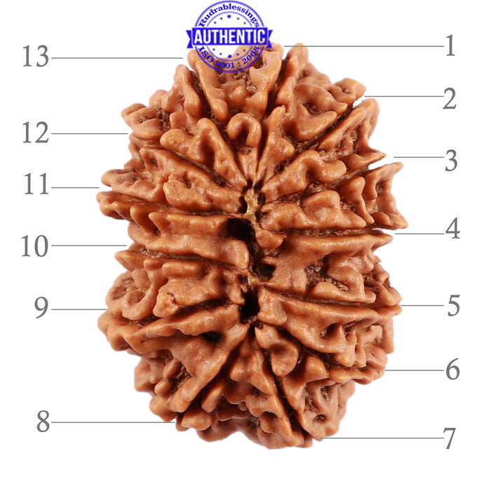 13 Mukhi Nepalese Rudraksha - Bead No. 135