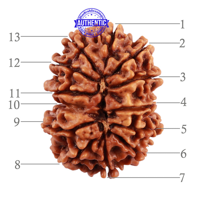 13 Mukhi Nepalese Rudraksha - Bead No. 136