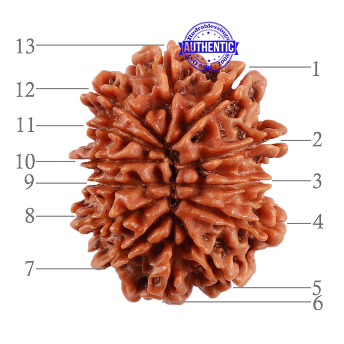 13 Mukhi Nepalese Rudraksha - Bead No. 139