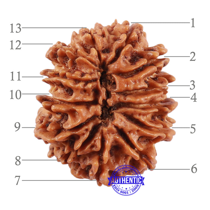 13 Mukhi Nepalese Rudraksha - Bead No. 140
