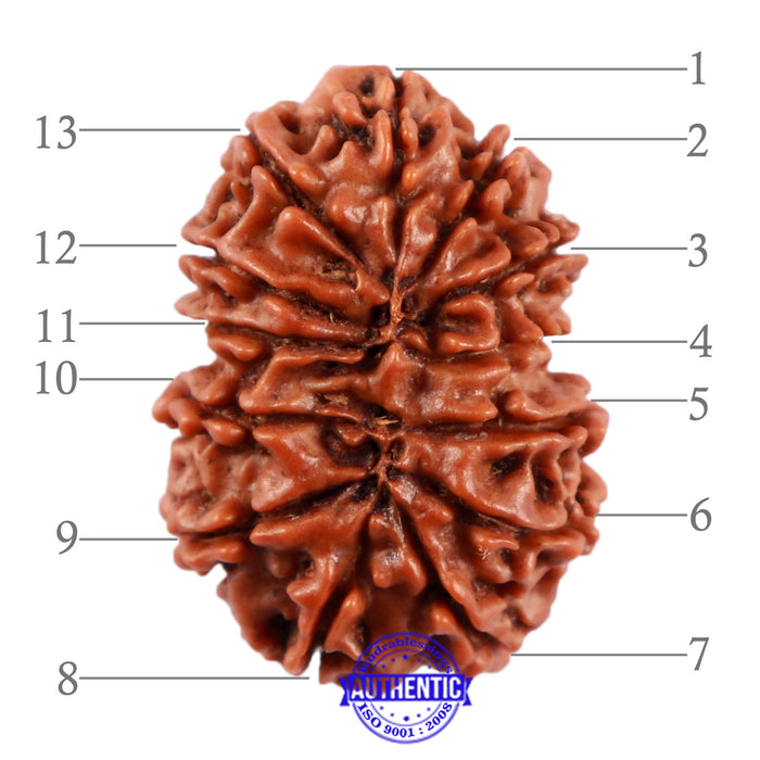 13 Mukhi Nepalese Rudraksha - Bead No. 142