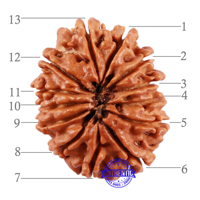 13 Mukhi Nepalese Rudraksha - Bead No. 152