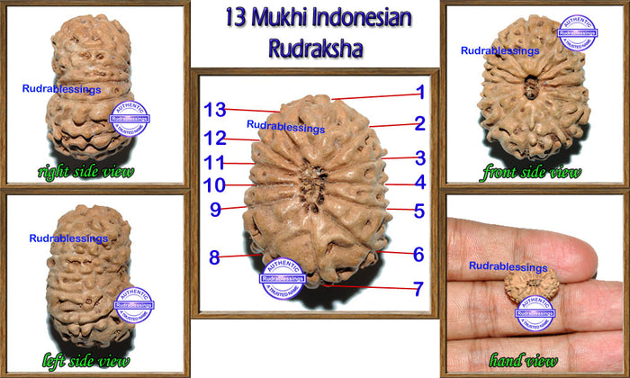 13 Mukhi Indonesian Rudraksha - Bead No. 126