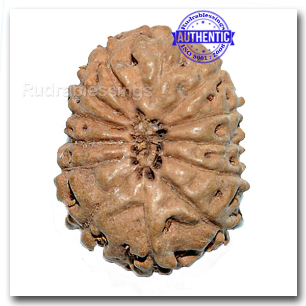 13 Mukhi Indonesian Rudraksha - Bead No. 126