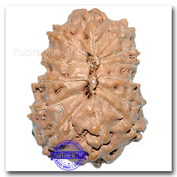 13 Mukhi Indonesian Rudraksha - Bead No. 137