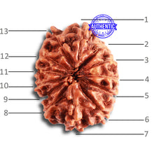Load image into Gallery viewer, 13 Mukhi Indonesian Rudraksha - Bead No. 238
