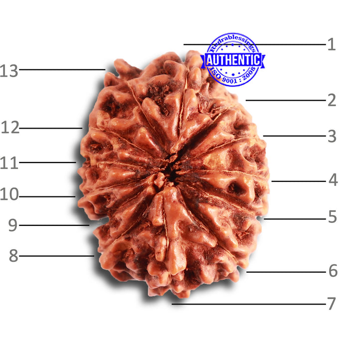 13 Mukhi Indonesian Rudraksha - Bead No. 238