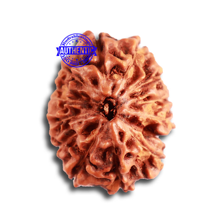 13 Mukhi Indonesian Rudraksha - Bead No. 238