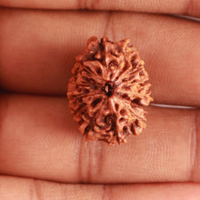 Load image into Gallery viewer, 13 Mukhi Indonesian Rudraksha - Bead No. 238
