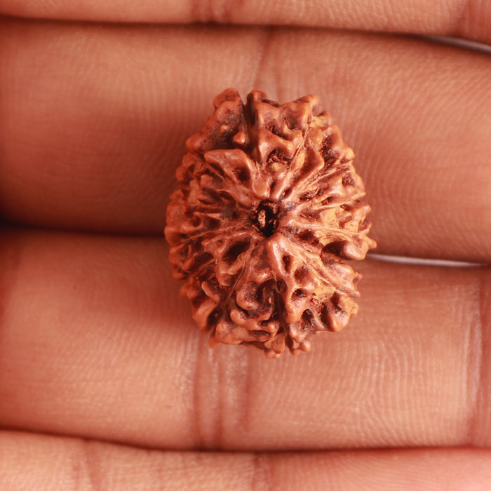 13 Mukhi Indonesian Rudraksha - Bead No. 238