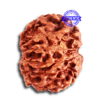 Load image into Gallery viewer, 13 Mukhi Indonesian Rudraksha - Bead No. 238
